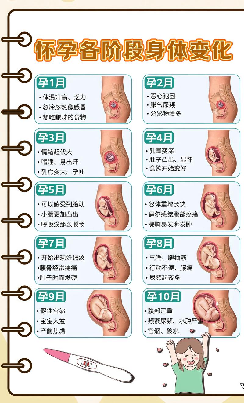 揭秘供卵代孕妈妈怀孕小腹分两节，孕期变化的奥秘图木舒克代生机构:
